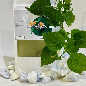 Lantana Camara